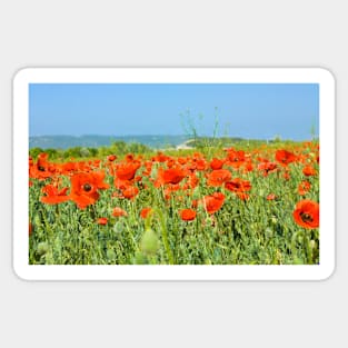 Poppies field Sticker